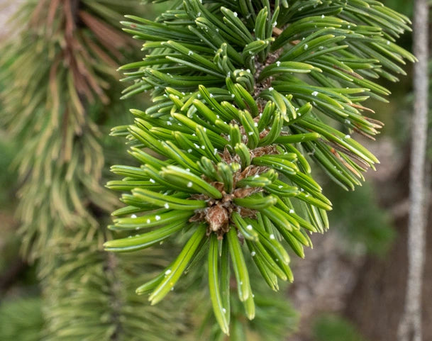 BRISTLECONE PINE TREE