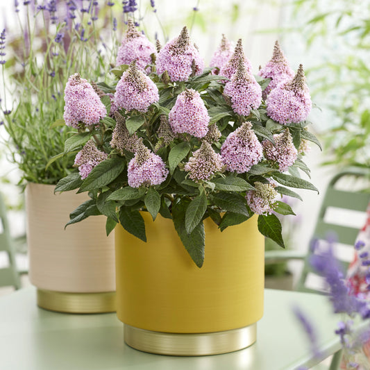 LITTLE ROCKSTARS PINK BUTTERFLY BUSH 1gal