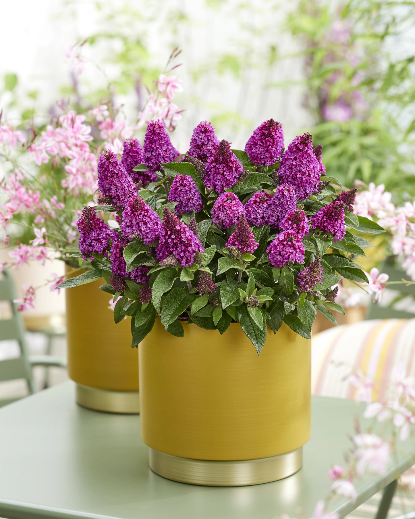 LITTLE ROCKSTARS RED BUTTERFLY BUSH 1gal