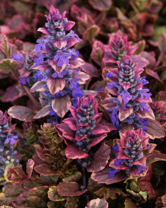 BURGUNDY GLOW AJUGA 1gal