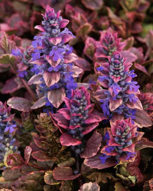 BURGUNDY GLOW AJUGA 1gal