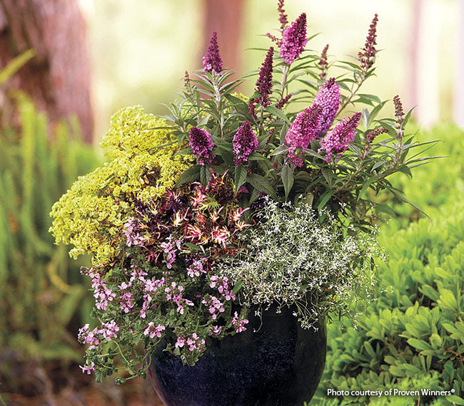SUMMER BIRD MAGENTA BUTTERFLY BUSH 1gal