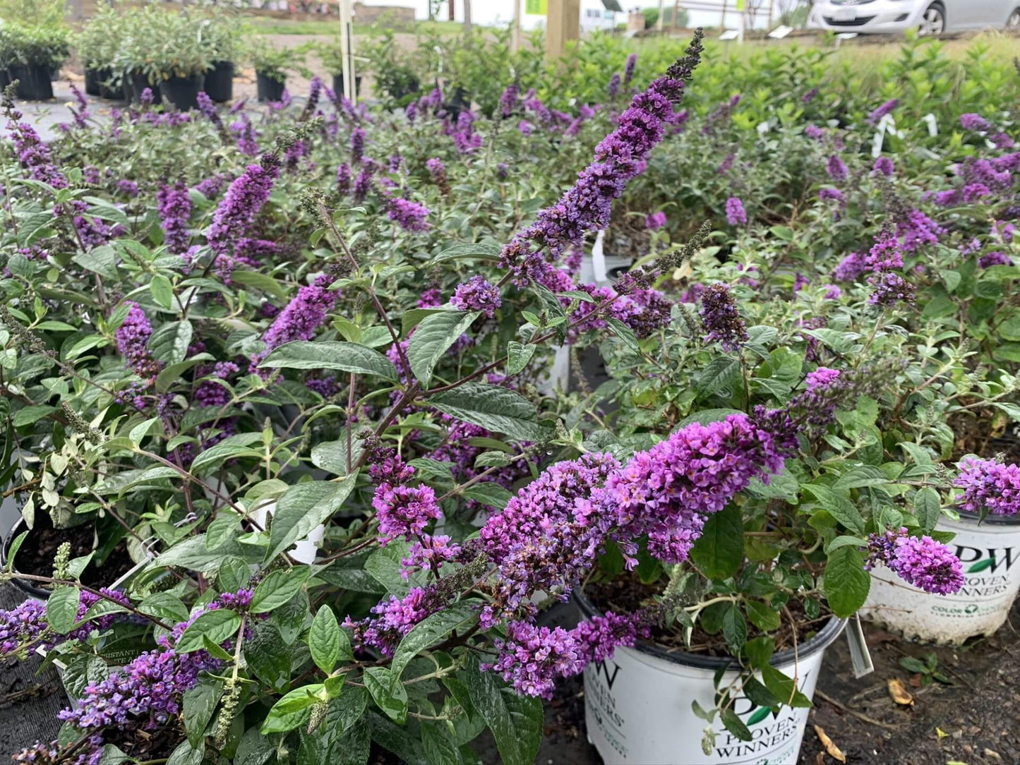 LO & BEHOLD BUTTERFLY BUSH BLUE CHIP 2gal