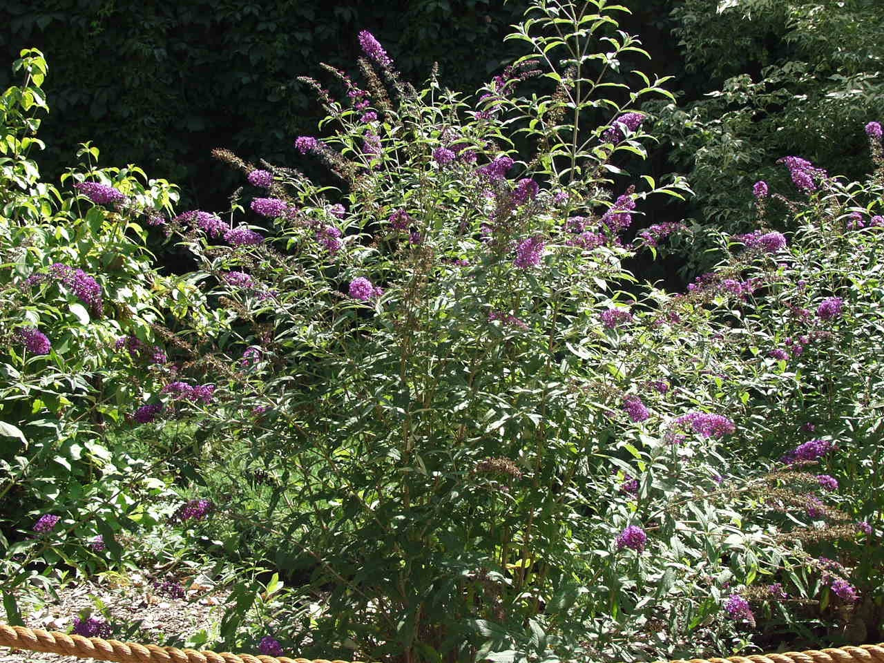 NANHO PURPLE BUTTERFLY BUSH 3gal
