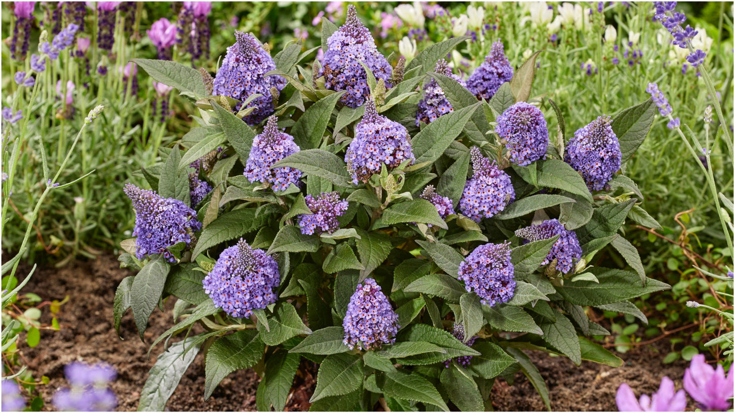 LITTLE ROCKSTARS PURPLE BUTTERFLY BUSH 1gal