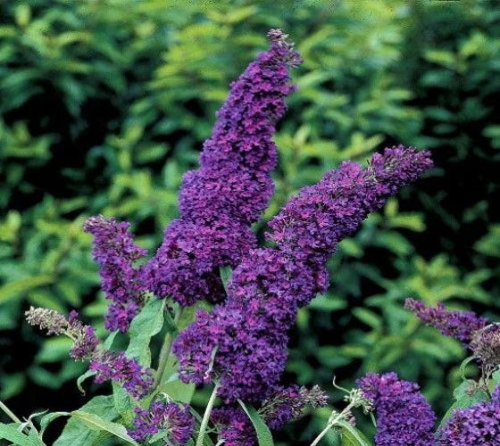 SUMMER BIRD MIDNIGHT BLUE BUTTERFLY BUSH 1gal