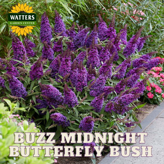 BUZZ MIDNIGHT BUTTERFLY BUSH 3gal