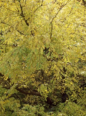 JACQUELINE HILLIER ELM 3gal