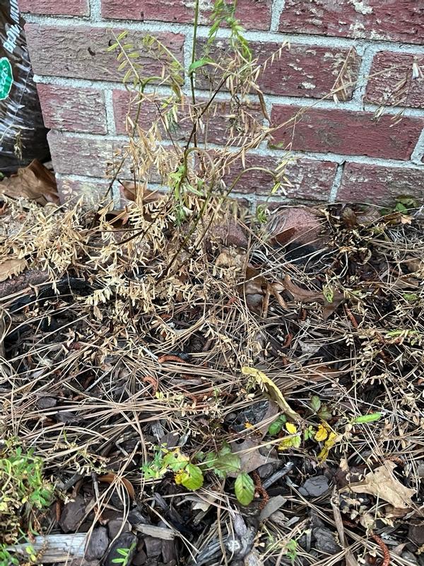 BRUSH & STUMP KILLER 32oz