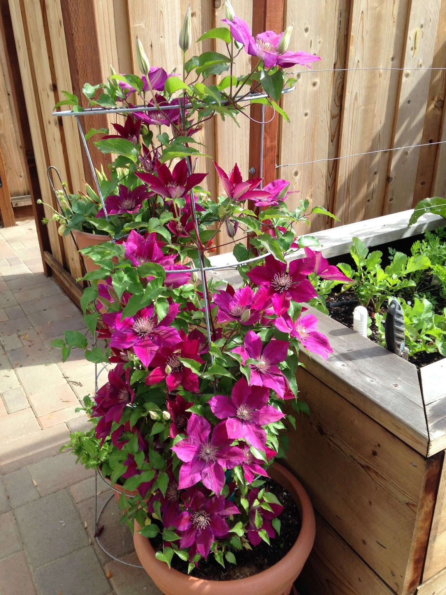 ROUGE CARDINAL CLEMATIS 1gal