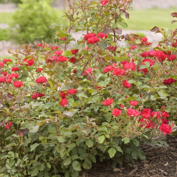 EASY ELEGANCE MYSTIC FAIRY ROSE 2gal