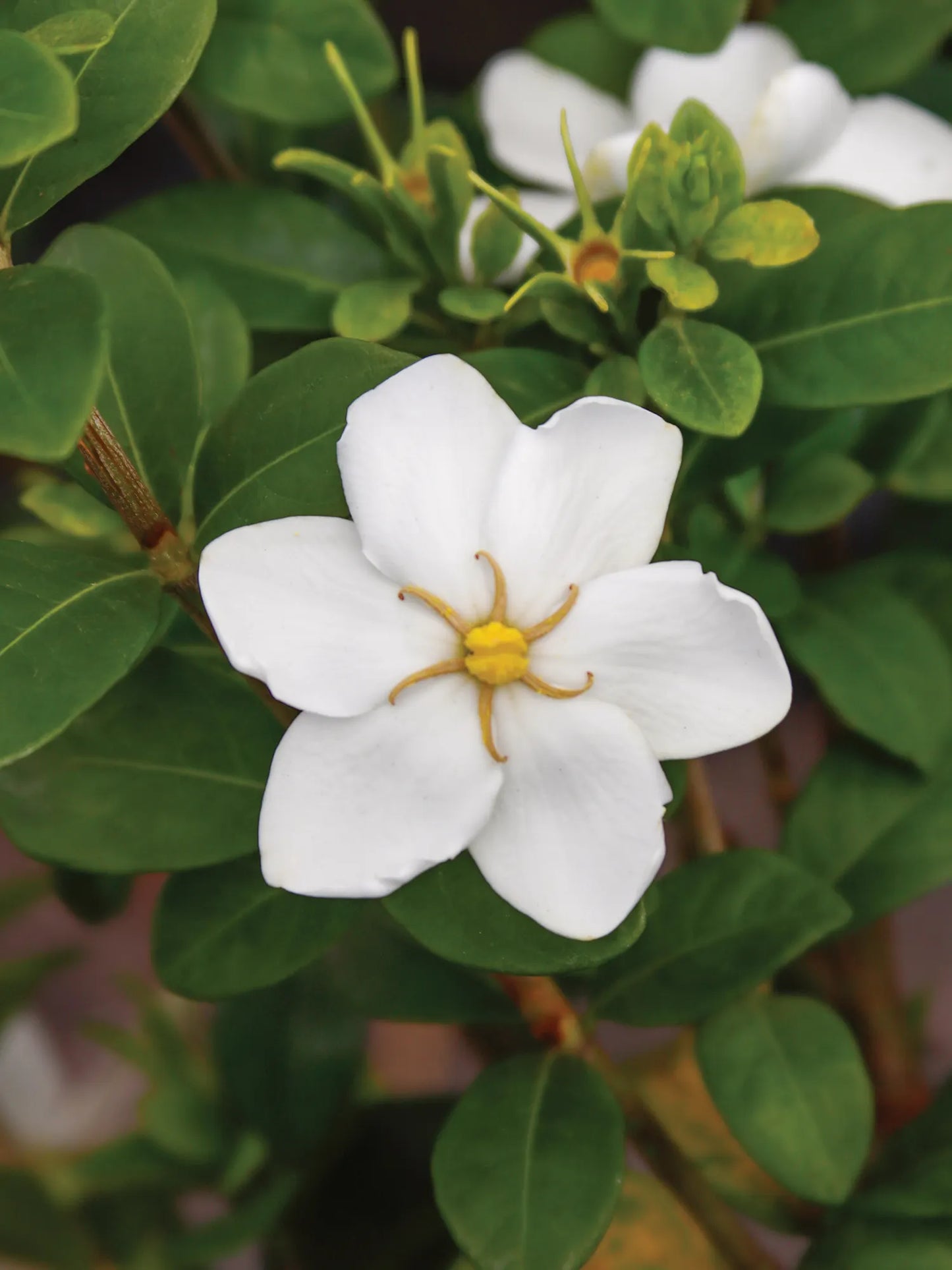 SWEET STAR GARDENIA 2gal