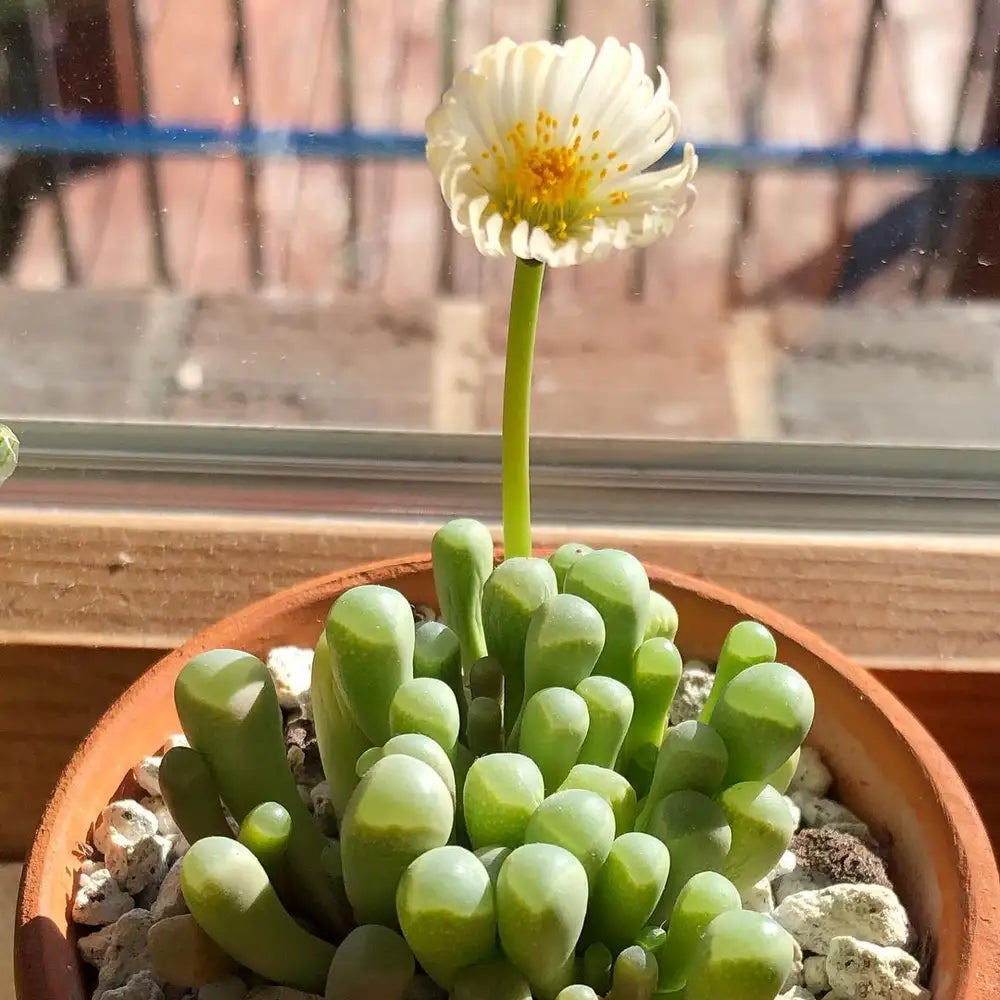 Baby Toes Succulent