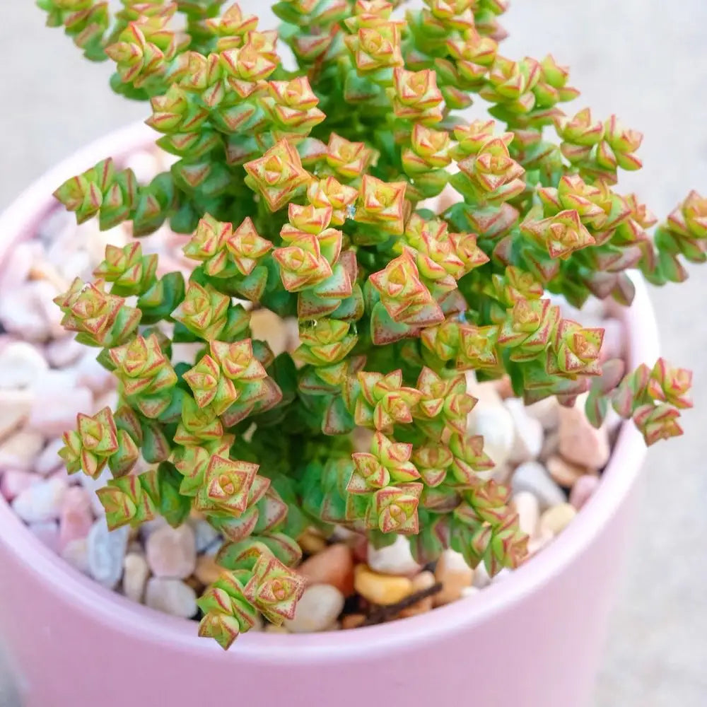Tom Thumb Crassula