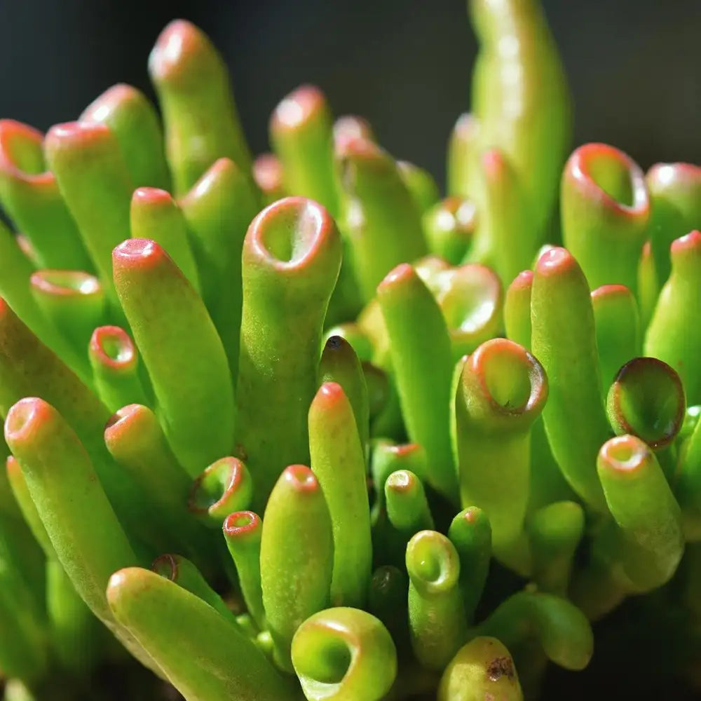 Gollum Jade