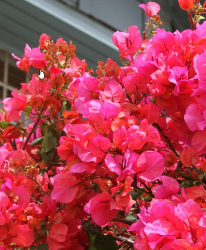 CAMARILLO FIESTA BOUGAINVILLEA