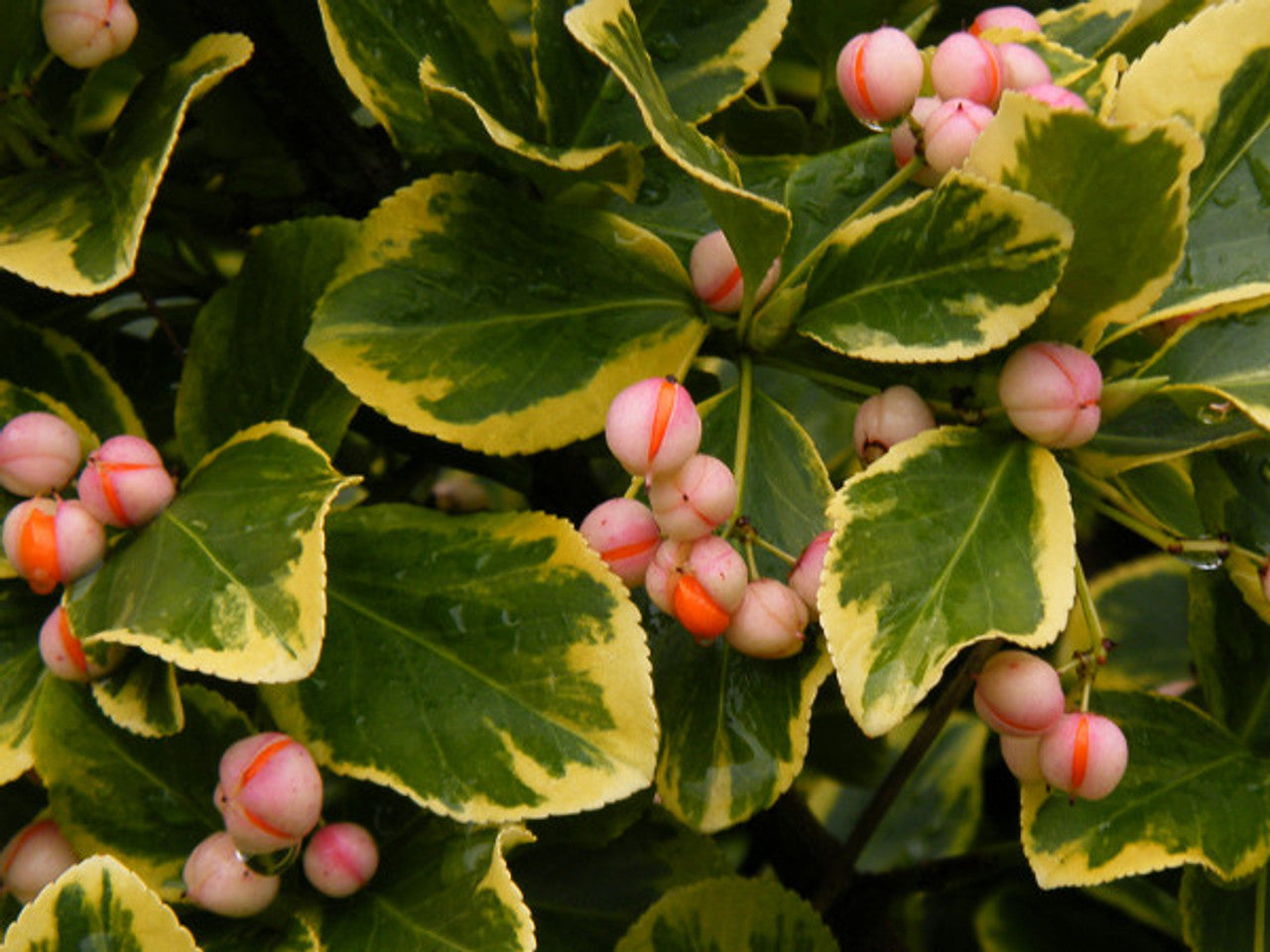 CANADALE GOLD WINTERCREEPER EUONYMUS 5gal