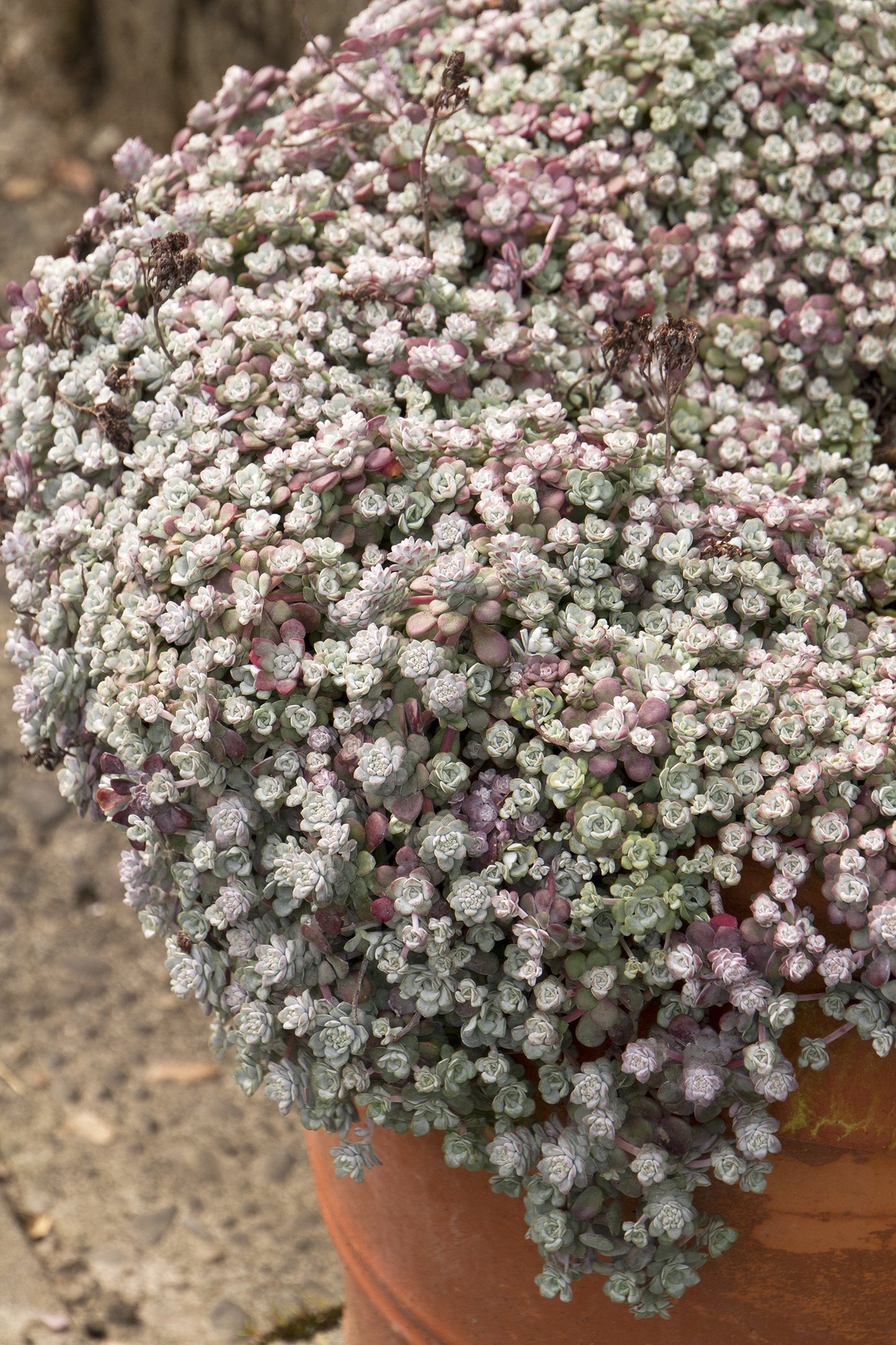 CAPE BLANCO SEDUM 1gal