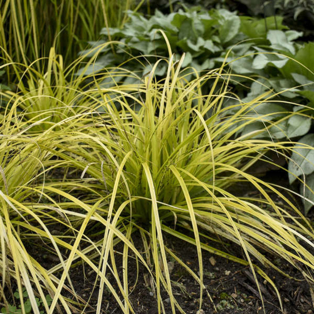 EVERCOLOR SEDGE 1gal