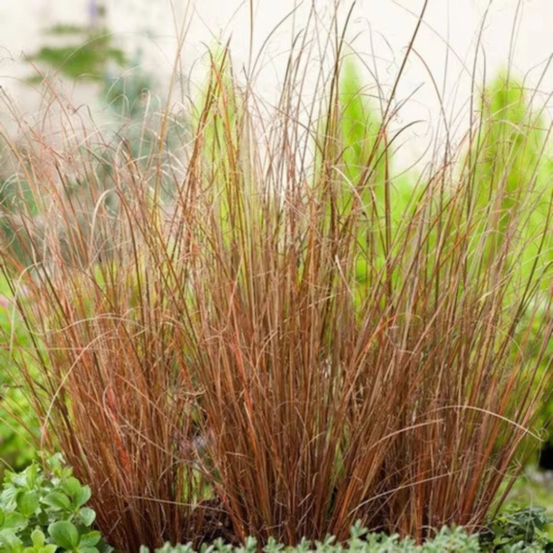 FOX RED CURLY SEDGE 2gal