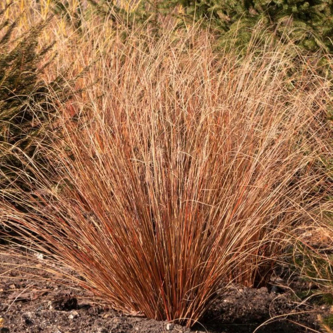 FOX RED CURLY SEDGE 2gal