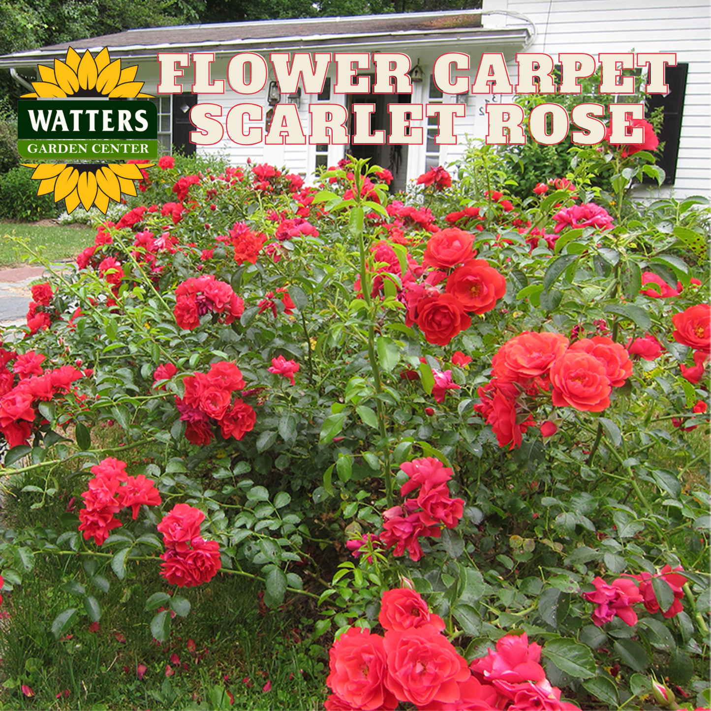 SCARLET FLOWER CARPET ROSE 2gal