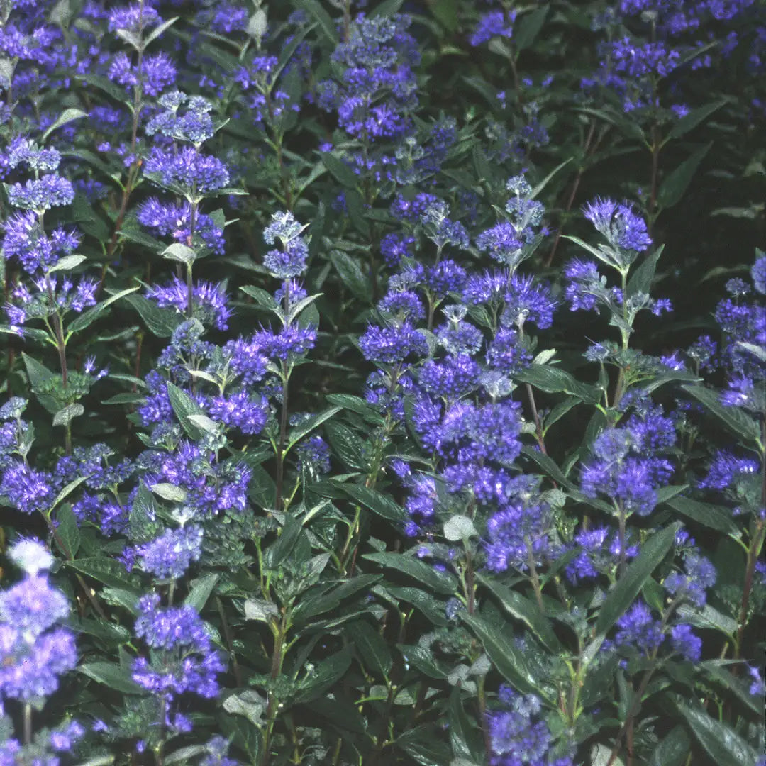 DARK KNIGHT CARYOPTERIS 3/5gal