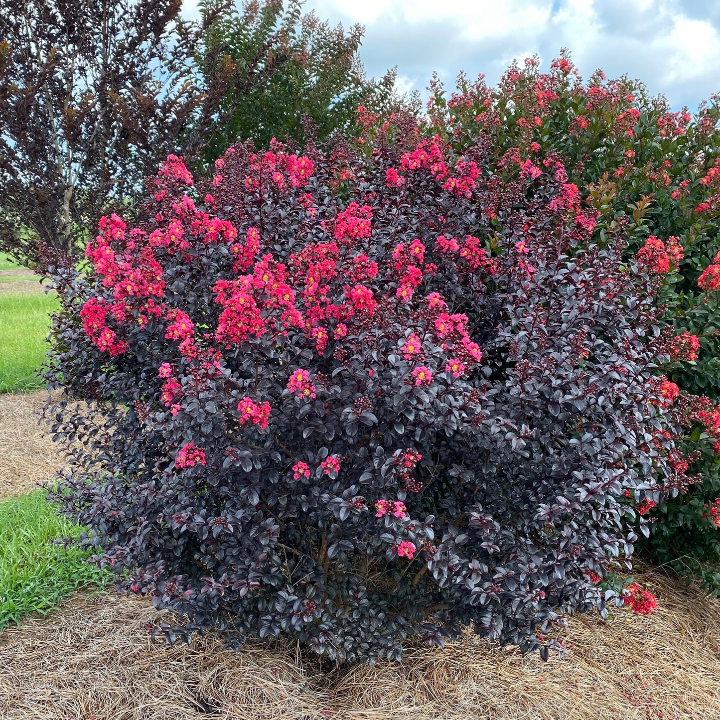 SHADOW MAGIC CRAPE MYRTLE 2gal
