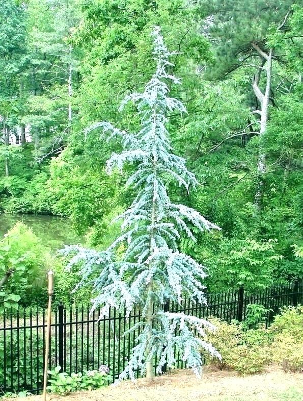 HORSTMANN ATLAS DWARF CEDAR TREE 7gal
