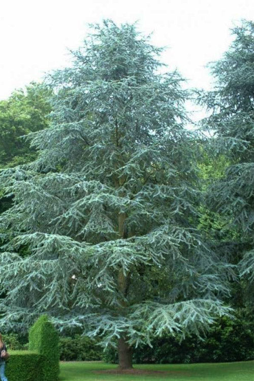 SANDERS BLUE DEODARA CEDAR 15gal