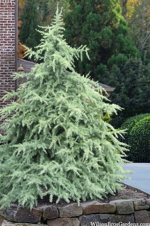 SNOW SPRITE DEODAR CEDAR 6gal