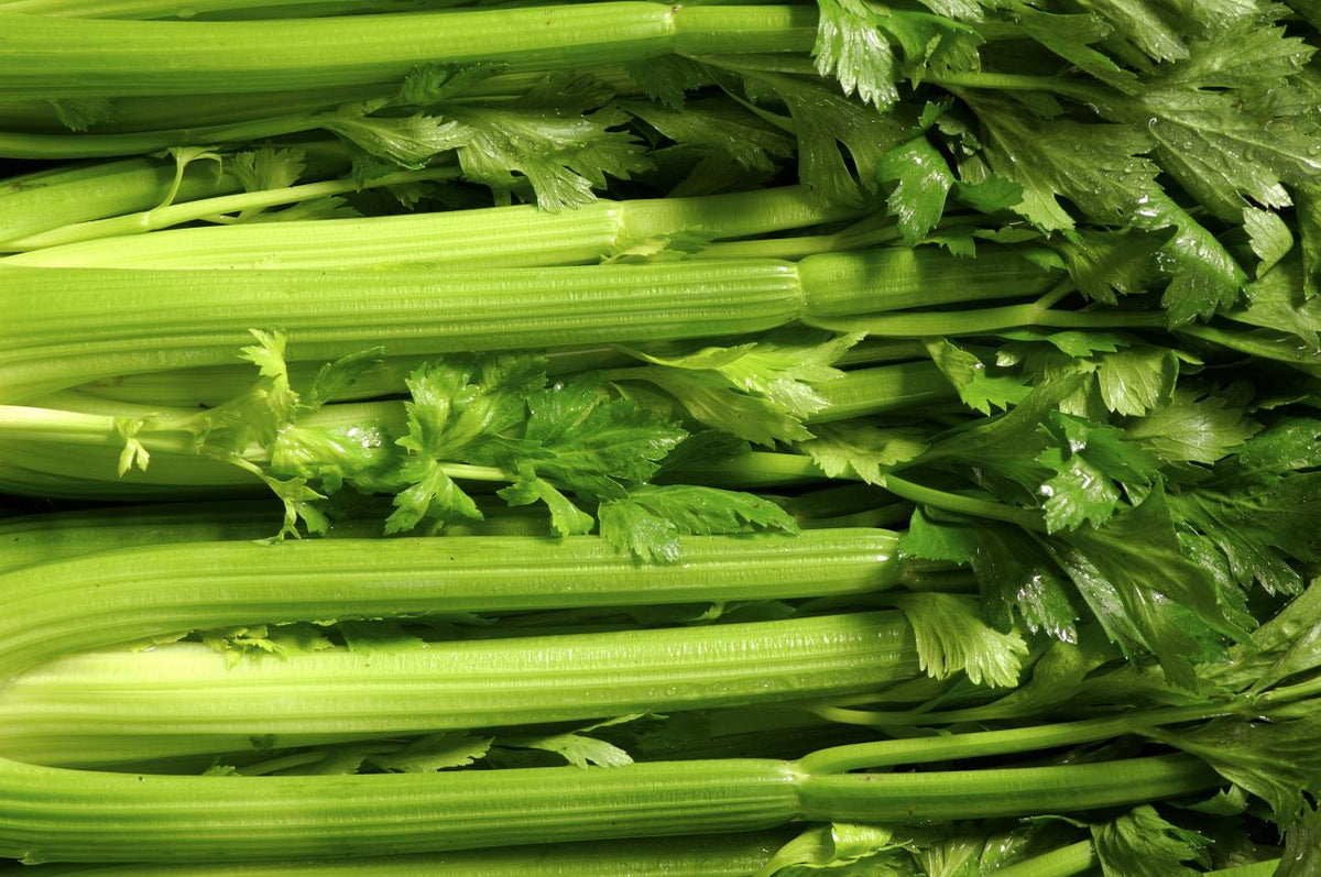 CELERY 6pk