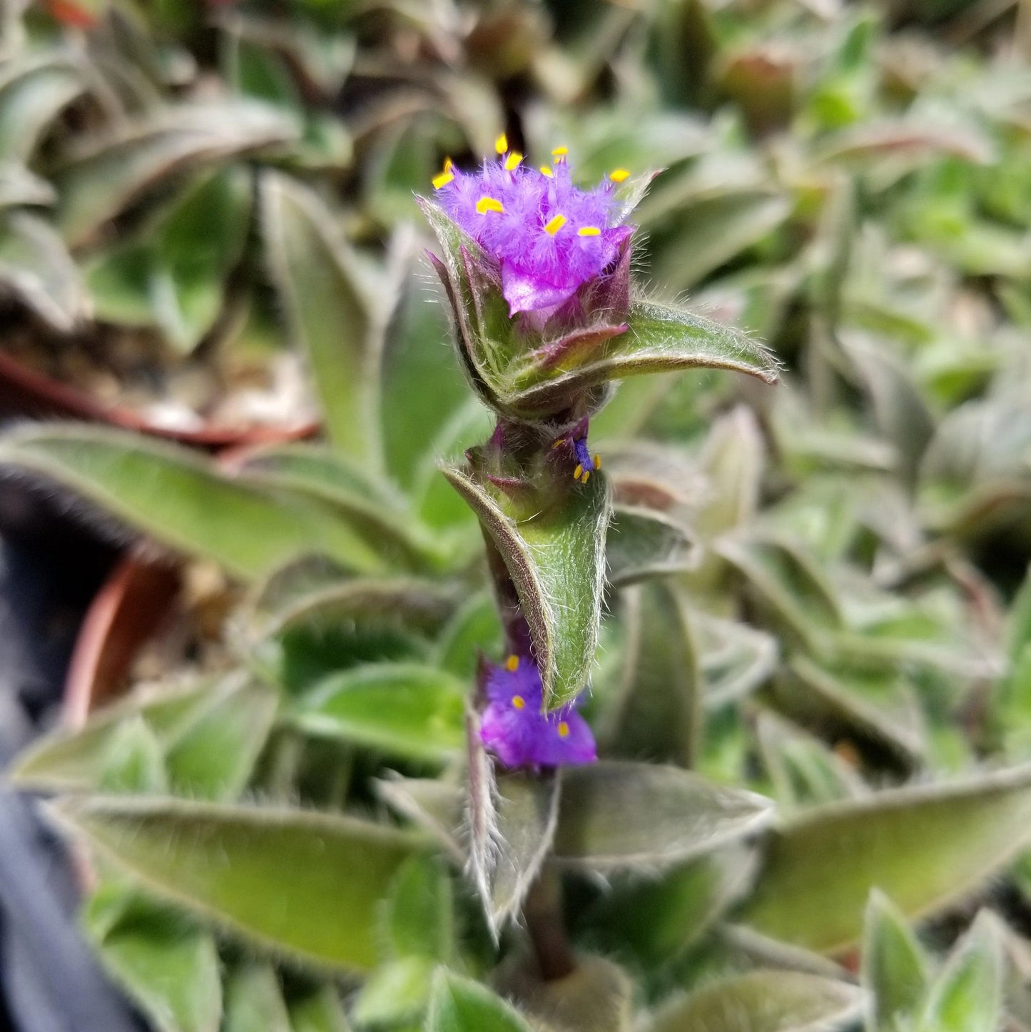 Kitten Ears Cyanotis Somaliensis