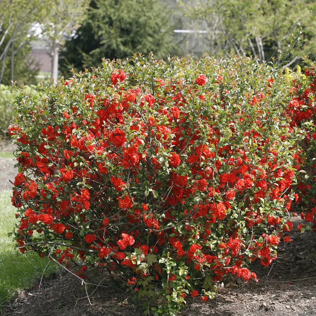 DOUBLE TAKE ORANGE FLOWERING QUINCE 2gal