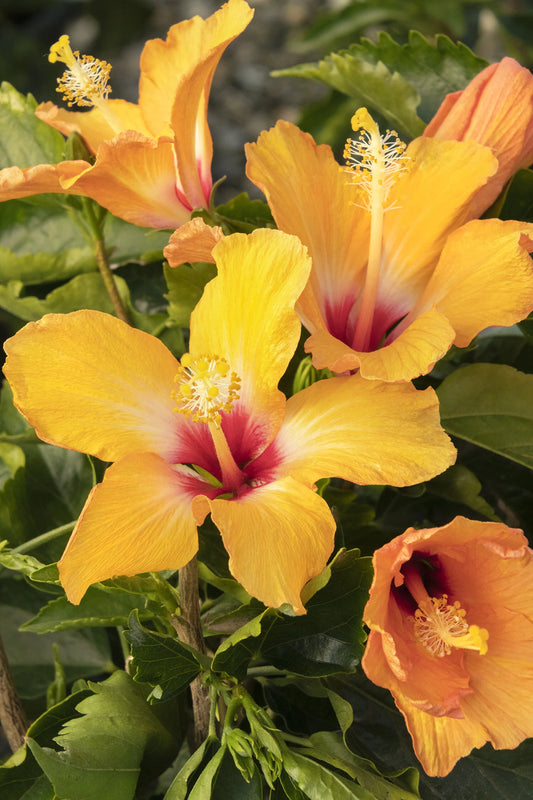 CHERIE HIBISCUS 1gal