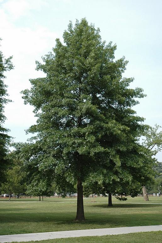 PIN OAK TREE 15gal