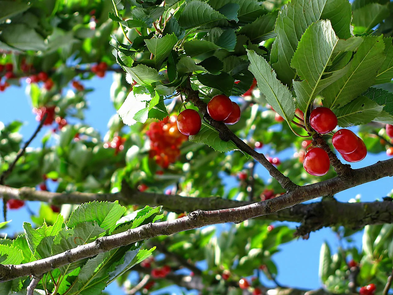 MONTMORENCY CHERRY TREE 7gal