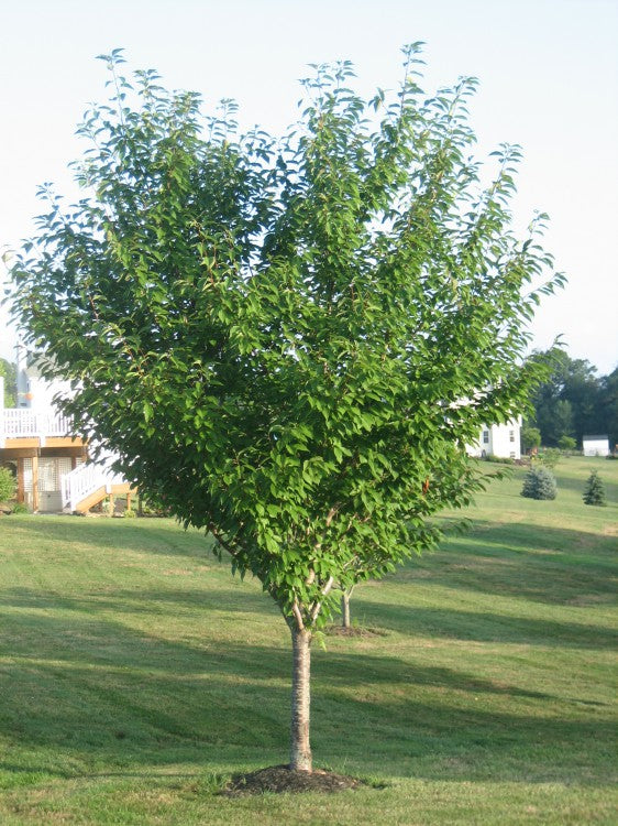 KWANZAN FLOWERING CHERRY TREE 7gal