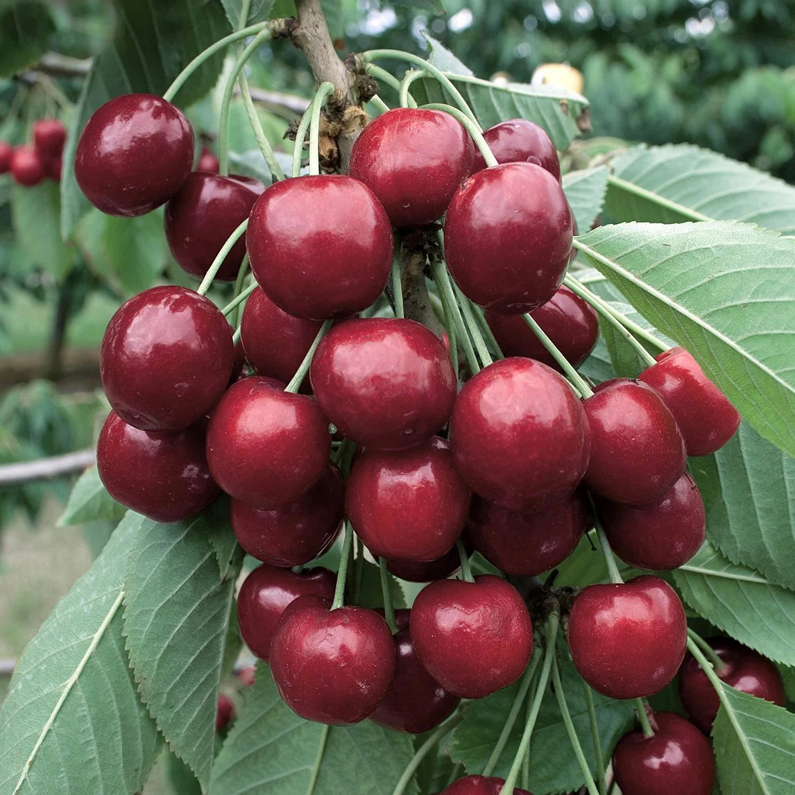 LAPINS CHERRY TREE 5gal