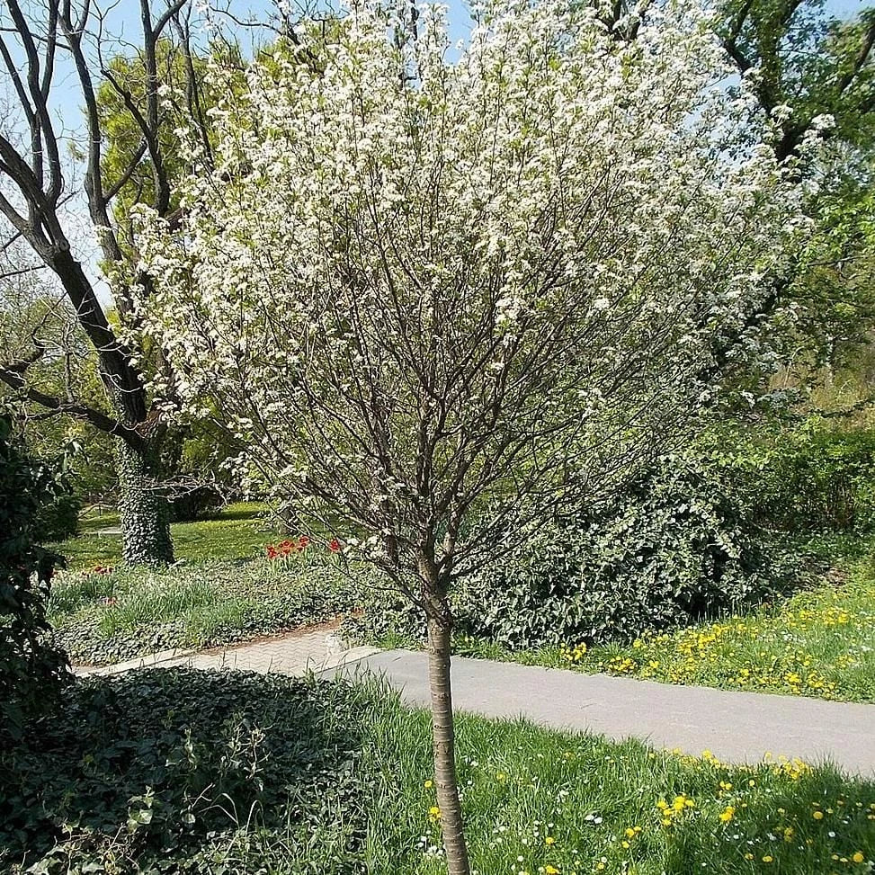 LAPINS CHERRY TREE 5gal