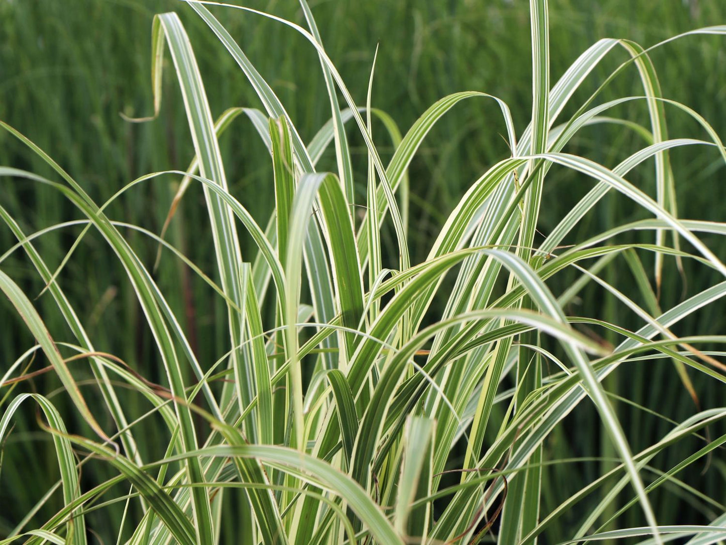CABARET JAPANESE SILVER GRASS 2gal