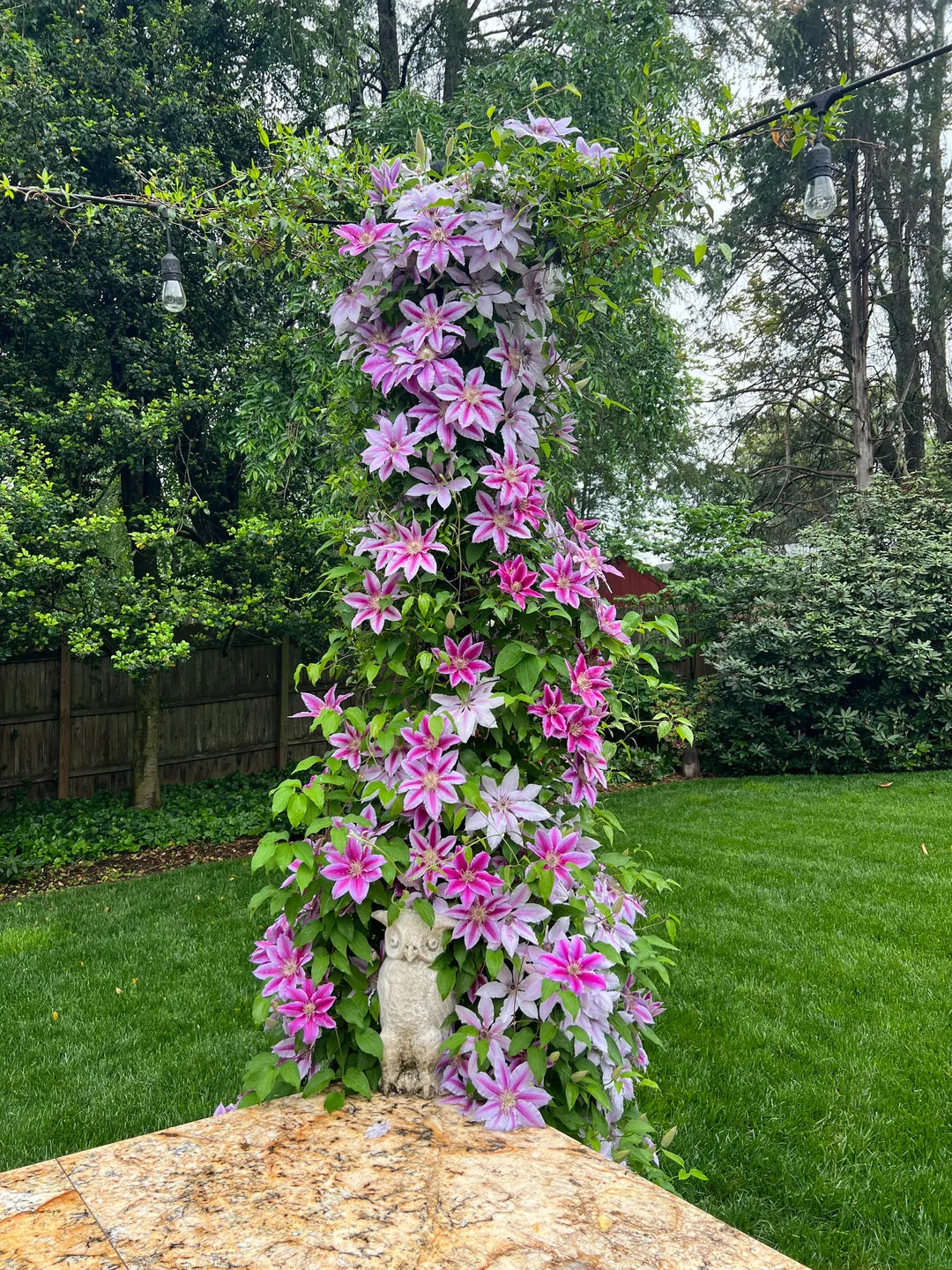 STARRY NIGHTS CLEMATIS 1gal