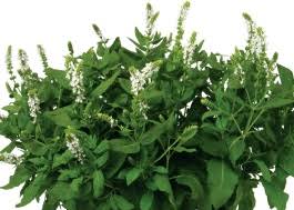 CLARITY WHITE SALVIA 1gal