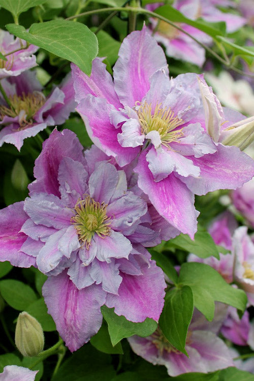 PIILU CLEMATIS 2gal