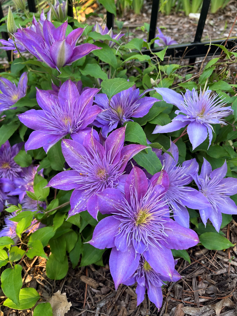 BOULVARD SACHA CLEMATIS 2gal