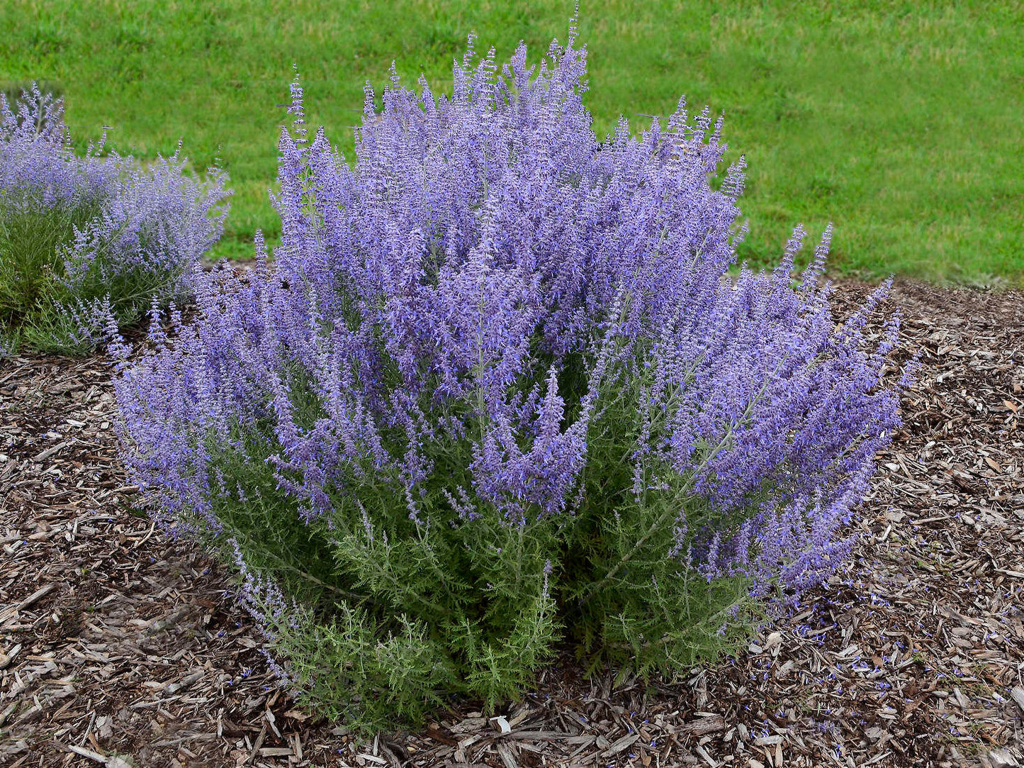 RUSSIAN SAGE 1gal