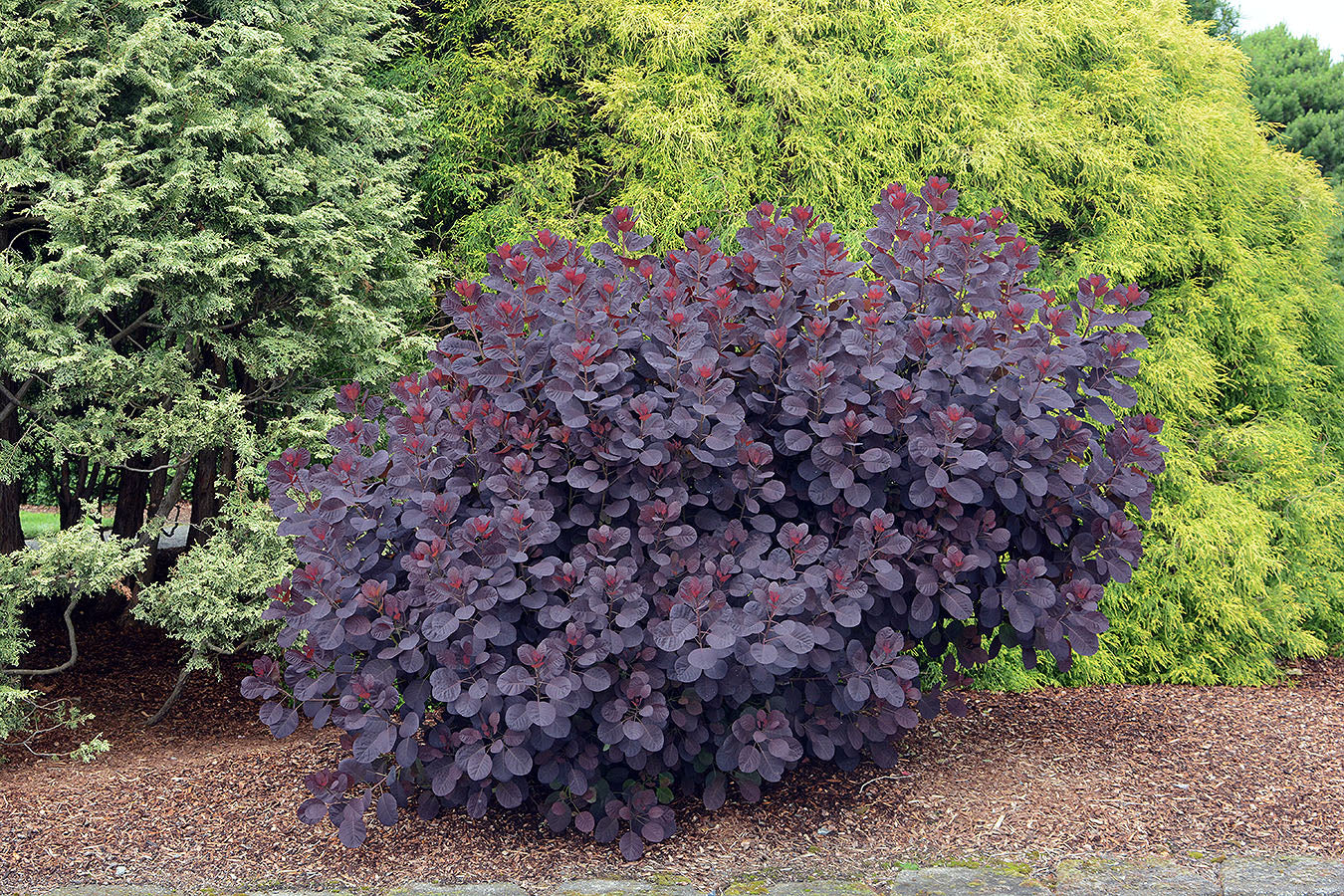 ROYAL PURPLE SMOKE TREE 2gal