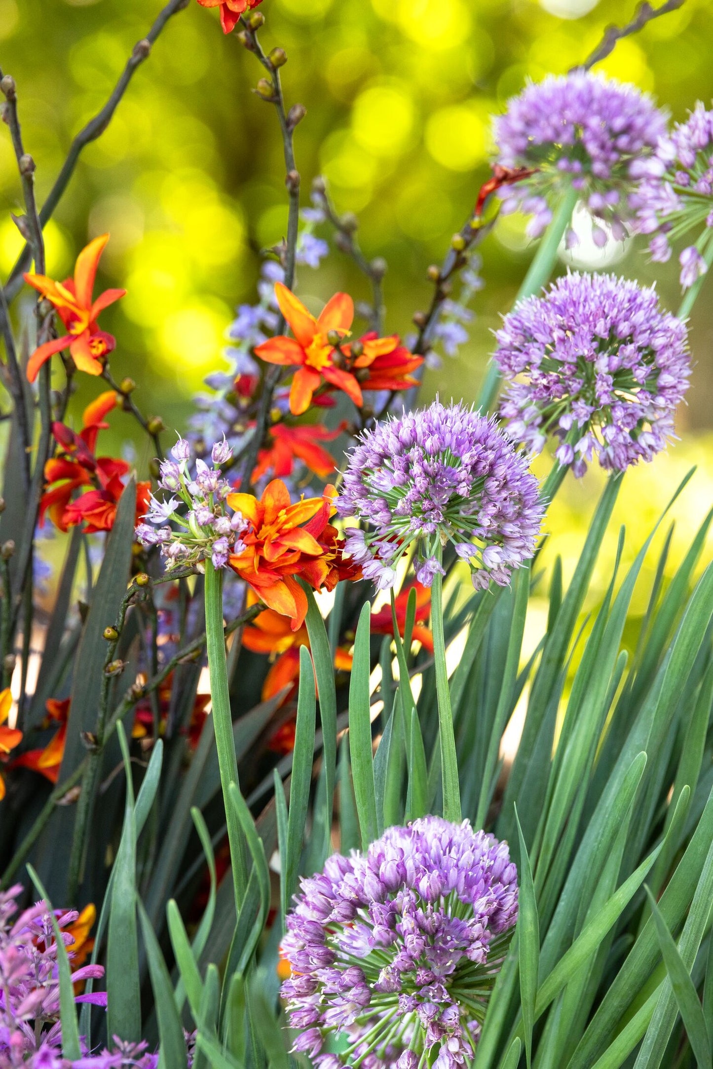 DARK FIRE CROCOSMIA 1gal
