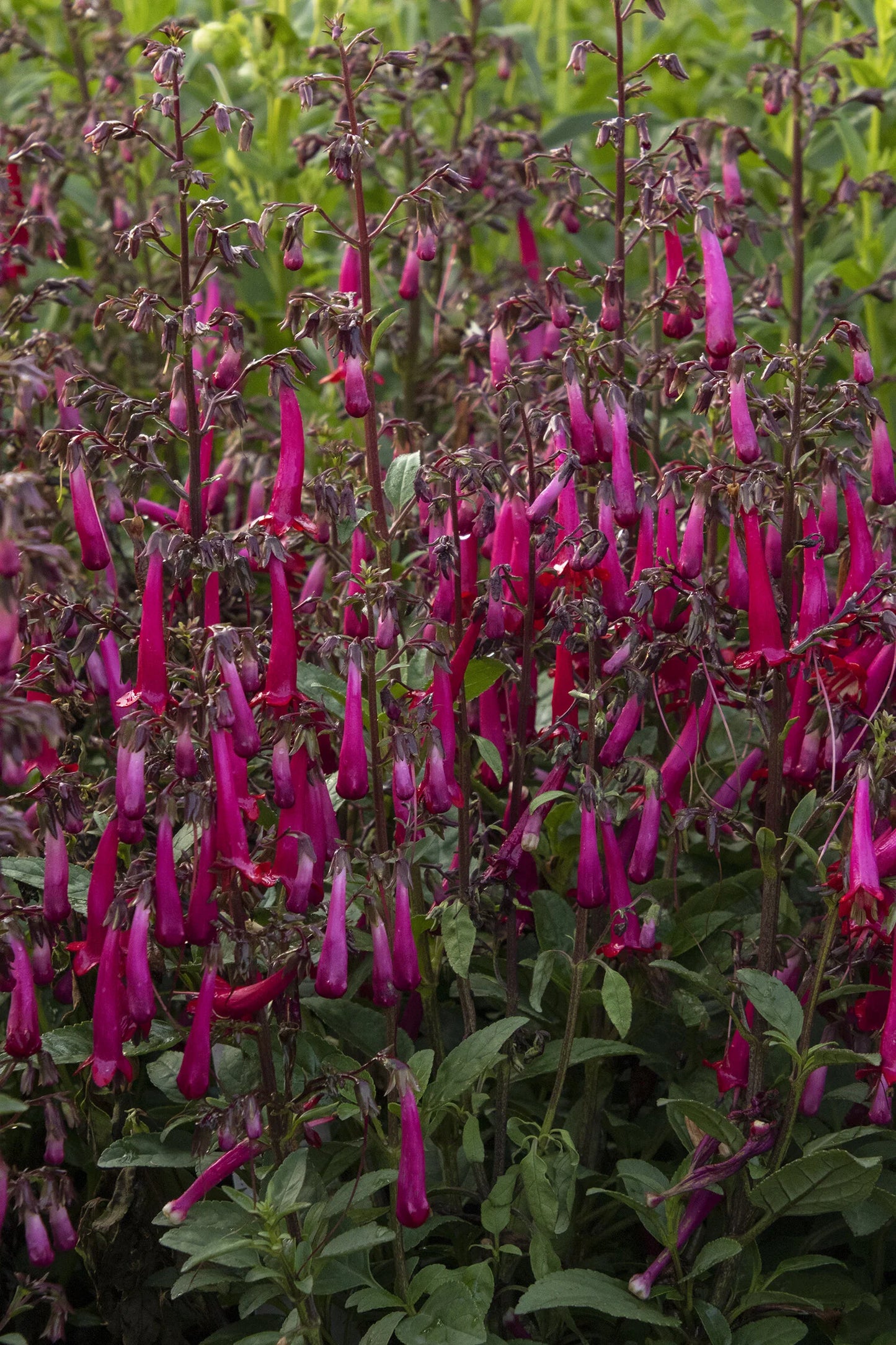 COLORBURST ROSE CAPE FUCHSIA 1gal