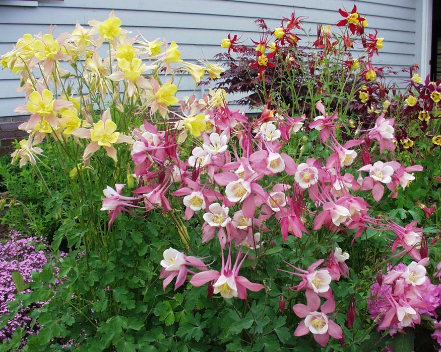 COLUMBINE AQUILEGIA 1gal